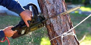 Best Tree Risk Assessment  in Squaw Valley, CA